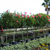 Hibiscus Tree