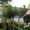 Indian Hawthorne Tree