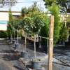 Jatropha Tree