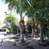 Coconut Palm