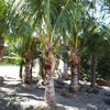 Coconut Palm