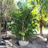 Fishtail Palm
