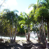Foxtail Palm