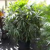 Lady Raphis Palm