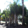 Queen Palm
