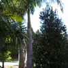 Royal Palm