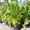 Areca Palm