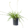 Bulbine