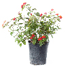 Lantana - Dallas Red