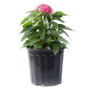 Pentas - Hot Pink