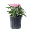 Pentas - Pink