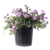 Lantana - Purple