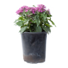 Pentas - Purple