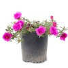 Purslane