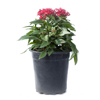 Pentas - Red