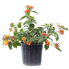 Lantana - Tri Color