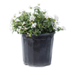 Lantana - White