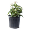 Pentas - White