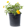 Lantana - Yellow
