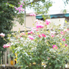 Knock Out Rose Tree