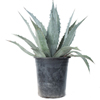 Agave