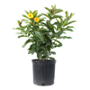 Alamanda