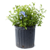 Blue Plumbago