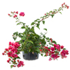 Bougainvillea