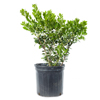 Boxwood