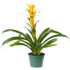 Bromeliad
