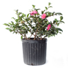 Camellia