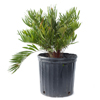 Coontie Palm