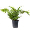 Fern Maidenhair