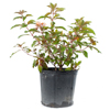 Firebush