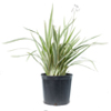 Flax Lily