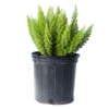 Foxtail Fern