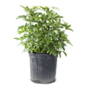 Green Arboricola