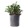 Green Jasmine