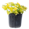 Green Potato Vine