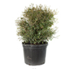 Ilex