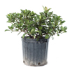 Indian Hawthorne