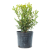 Japanese Boxwood