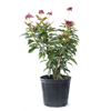 Jatropha