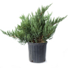 Juniper