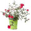 Knock Out Rose