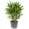 Lady Palm