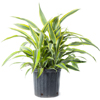 Lemon Lime Dracaena