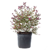 Loropetalum