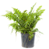 Macho Fern