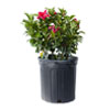 Mandevilla